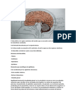 Estructuras del diencéfalo