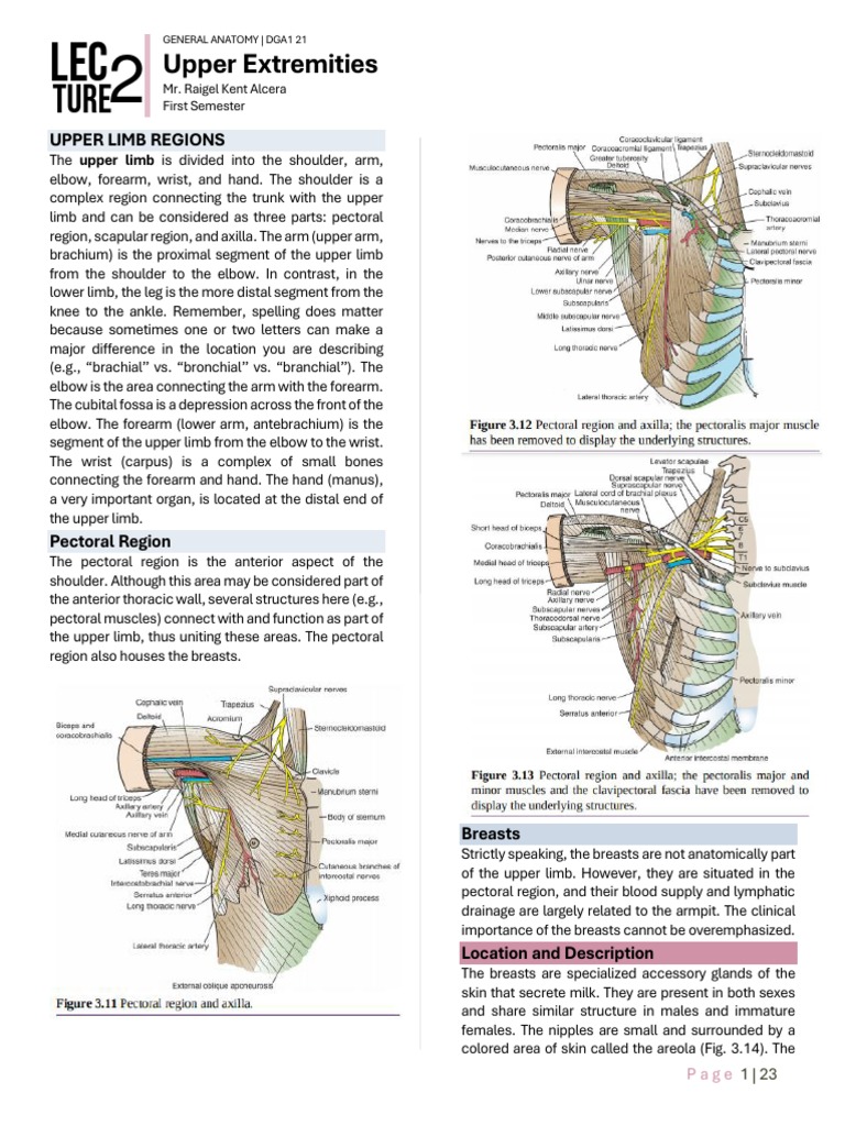Lesson 2 Upper Extremities | PDF | Arm | Elbow