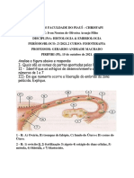 XD Atividade de Histologia 2 Respondida