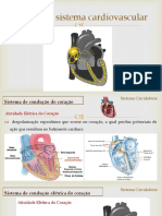 aula 6-  Aapéctos macroscópicos e fisiológico do sistema cardiocirculatório Morfo II 2020.2 pratica