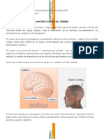 bases anatómicas del cerebro