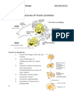 Apoptosis Study Sheet