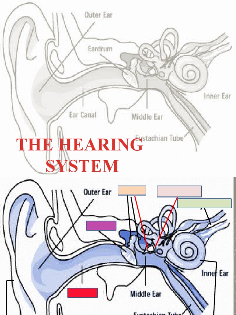 Understanding the Hearing System | PDF