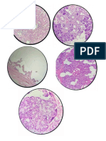 Imagenes Microscopio Glandulas Anexas Del Tubo Digestivo