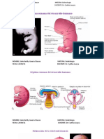 Exposicion Embriologia