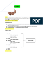 Corteza Cerebral