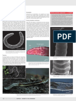 Enchytraeids Potworms