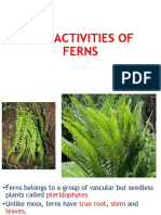 Life Activities of Ferns