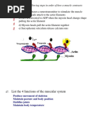 Muscular System Study Guide 2015 Answers