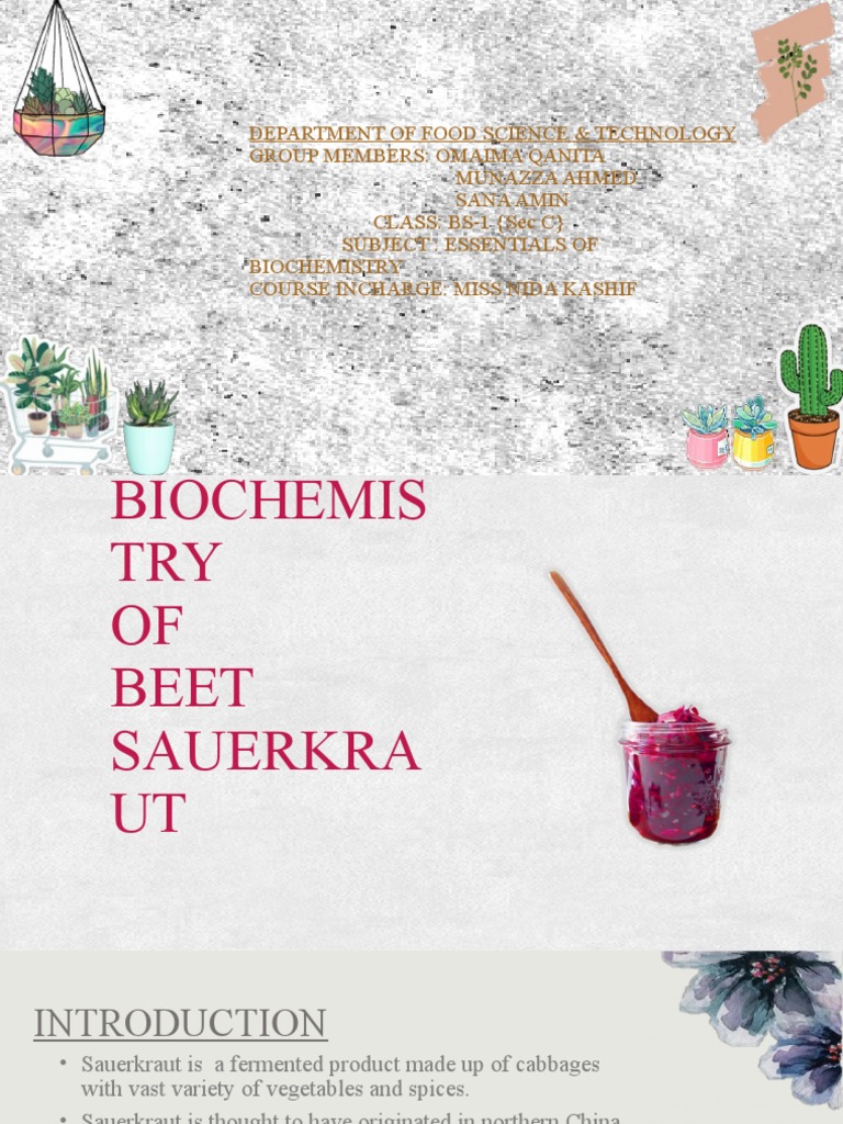 Beet Sauerkraut PDF Lactobacillus Fermentation