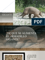 Armadillo Gigante