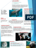 Manatíes: Vacas marinas en peligro de extinción