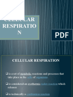 Cellular Respiration