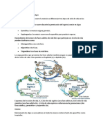 Ciclo de Vida de Las Macroalgas