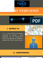 Tejido nervioso: neuronas, neuroglías y sinapsis