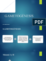 GAMETOGÉNESIS