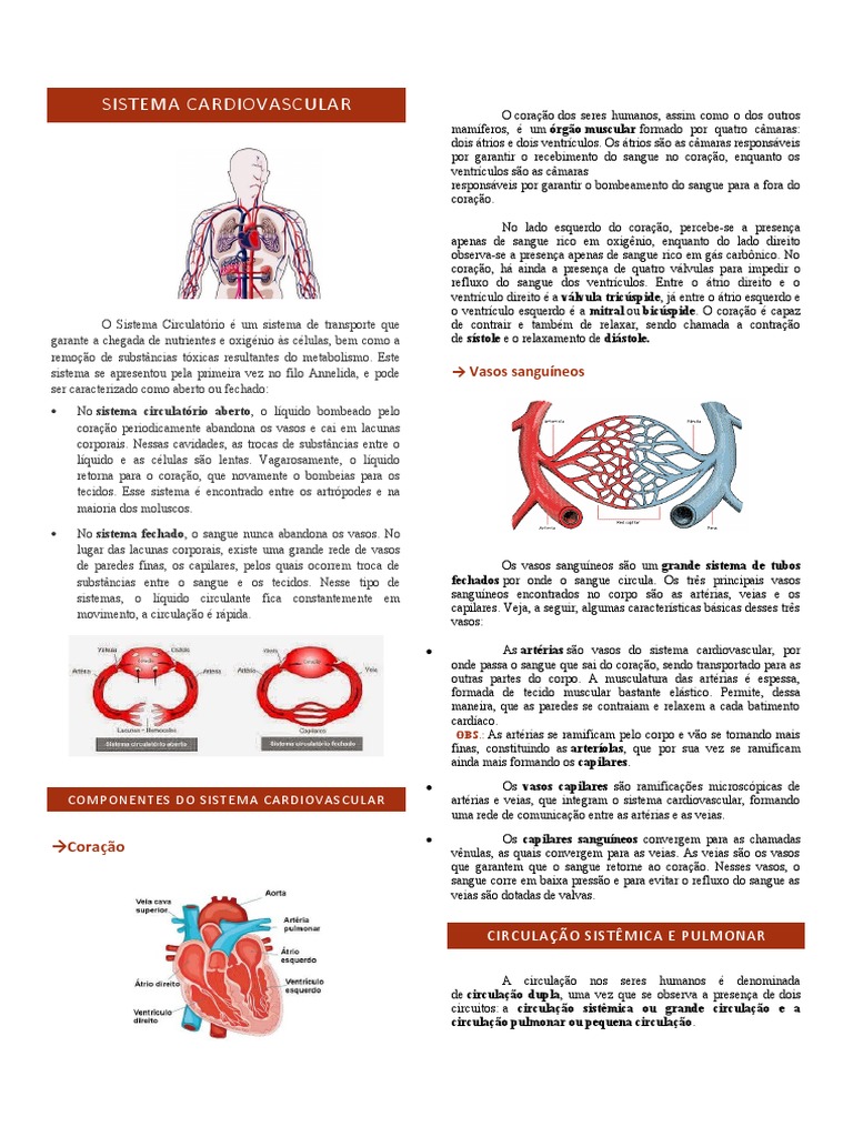 Sistema Cardiovascular Resumo | PDF | Sistema circulatório | Coração