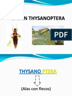 Orden Thysanoptera