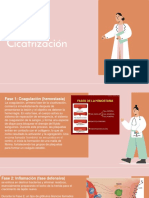 Fases de Cicatrización