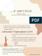 Atp-Adp Cycle: Presentation By: Miranda, Morales, Morando, Nietes