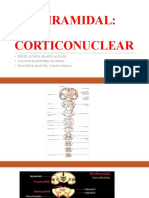 3 Ra Expo VIA PIRAMIDAL - Corticonuclear p2