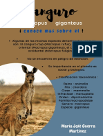 Poster - Canguro
