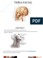 Función y ramificaciones de la arteria facial