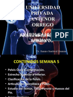 Anatomia Semana 05