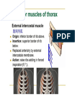 Major Muscle's of Thorax