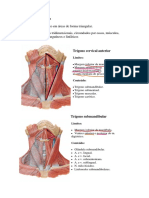 Trígonos Do Pescoço