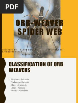 Spider Web