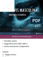 2 - PELVIS MASCULINA