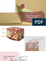 Aula2 Anato Fisio Da Pele e Coloraçao (1)