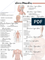 Sistema Muscular