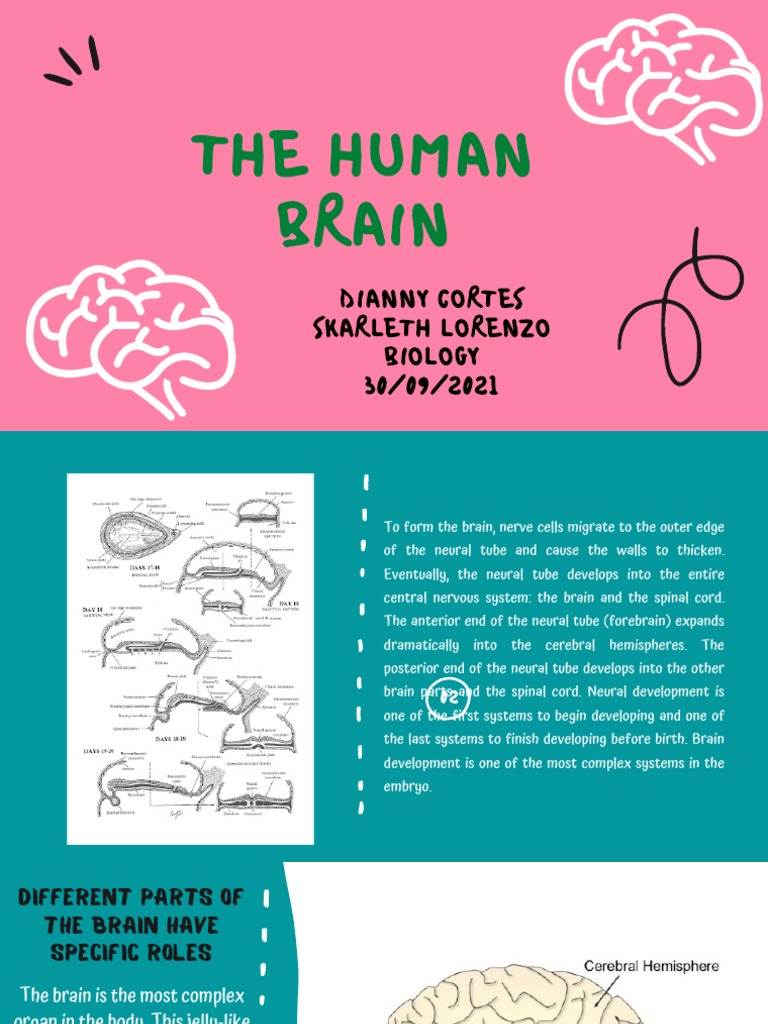 The Brain Pdf | The Brain Pdf Free Download – CZUSA