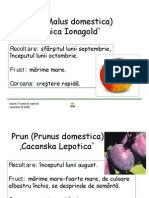 pomi_fructiferi