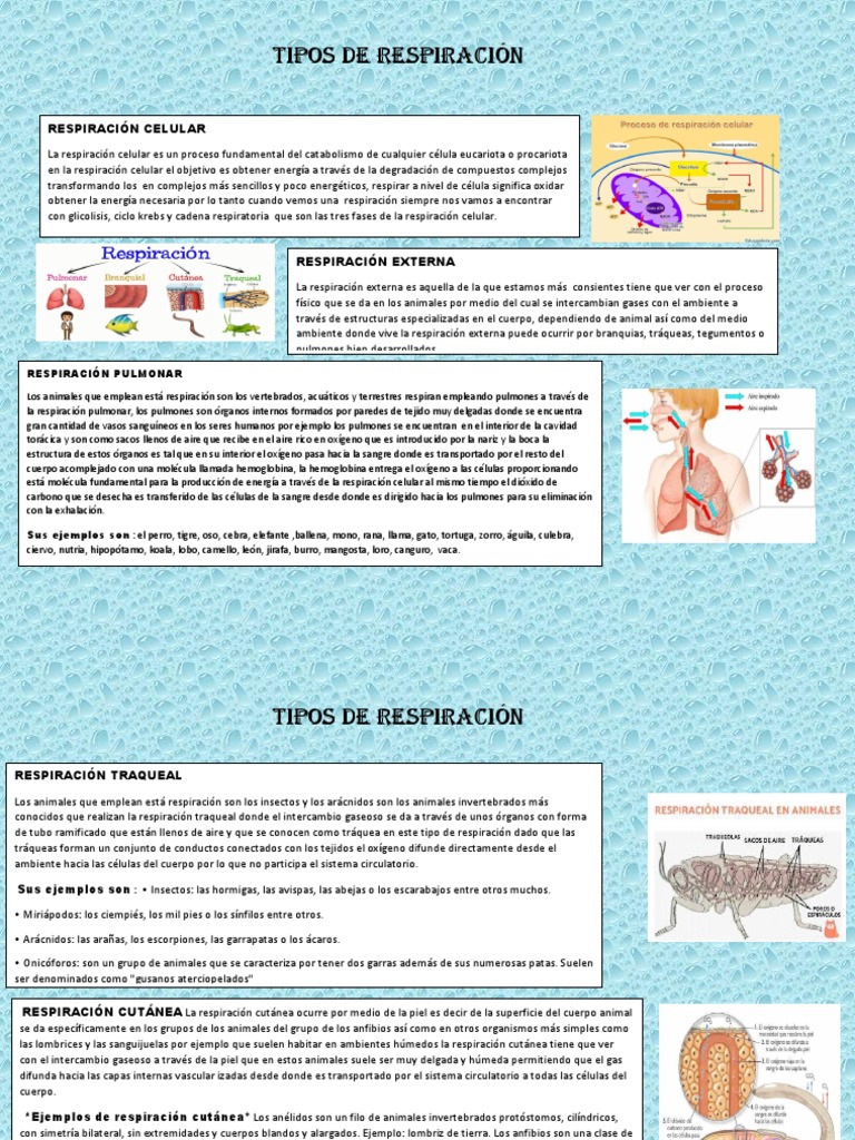 Infografia de Tipos de Respiracion EDGAR AGUSTIN CARMONA TERRON | PDF |  Pulmón | Respiración celular
