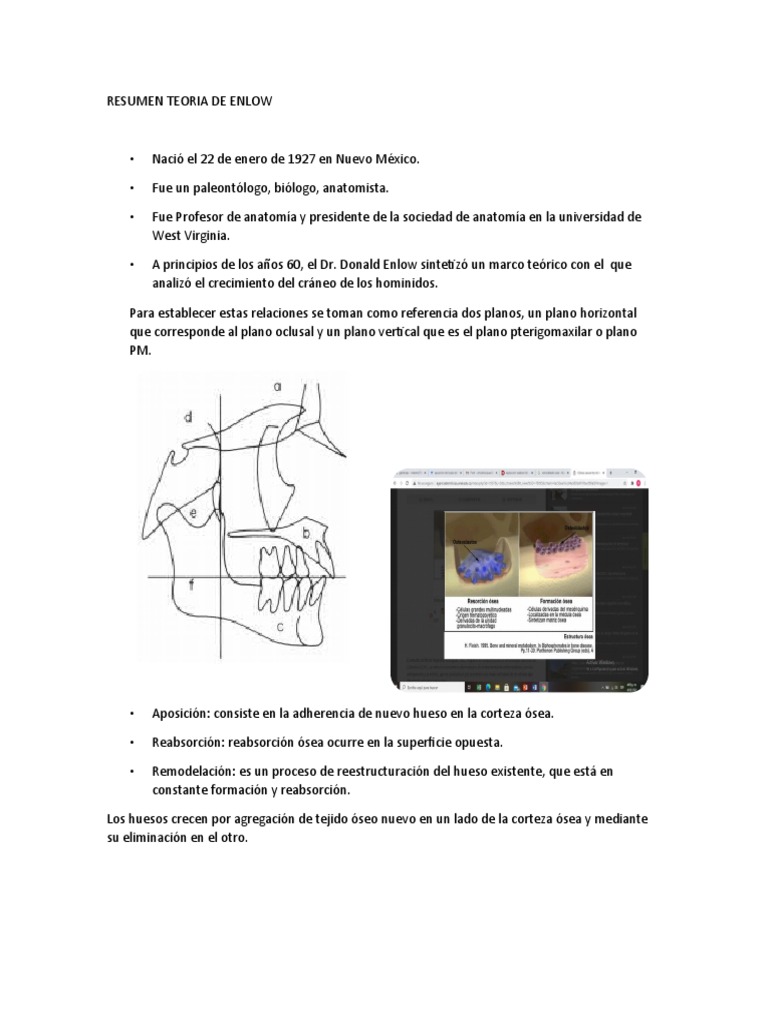 Resumen Teoria de Enlow de Crecimiento Craneofacial | PDF | Cráneo | Hueso