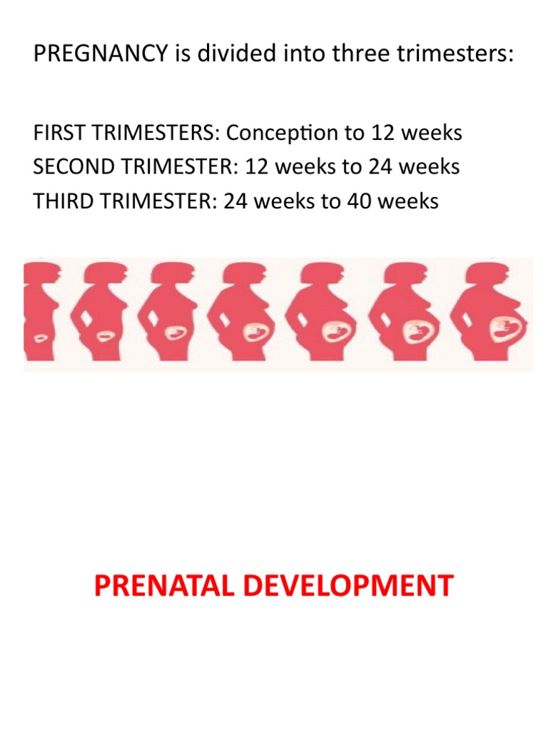 PREGNANCY Is Divided Into Three Trimesters PDF Prenatal Development