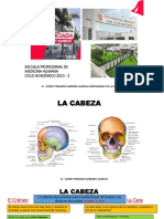 3 Osteología de La Cabeza Anatomía Humana