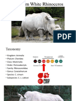 Northern White Rhinoceros