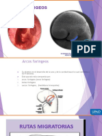 embriologia arcos faringeos v
