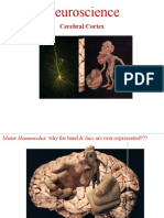 Neuroscience: Cerebral Cortex