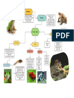 Organizador Visual Importancia de Anuros