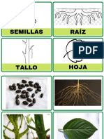 Partes de Las Plantas