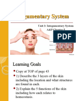 Integumentary System PT 1