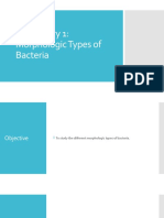 Laboratory 1: Morphologic Types of Bacteria