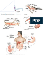 Digestive Pics