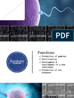 Reproductive System (Midterm)