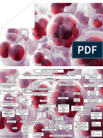 Mapa Conceptual Membrana Eritrocitaria